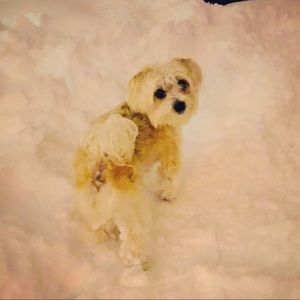 Meet your Posher, Susan